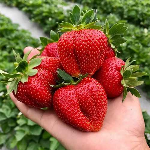 Земляника крупноплодная Марисоль рисунок 1 артикул 5774