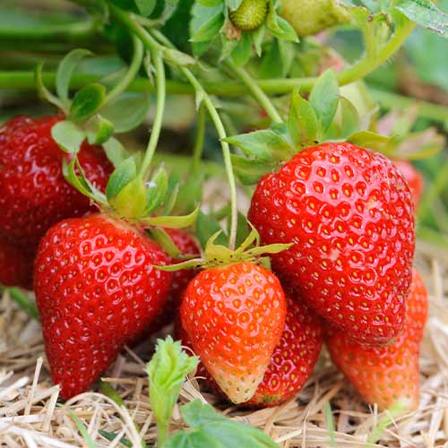 Полуниця великоплідна Олімпія зображення 1 артикул 5777