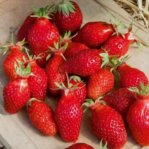 Земляника крупноплодная Сандра рисунок 1 артикул 5775