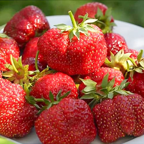 Земляника крупноплодная Зефир артикул фото 1 Земляника крупноплодная Зефир рисунок 1 артикул 1503