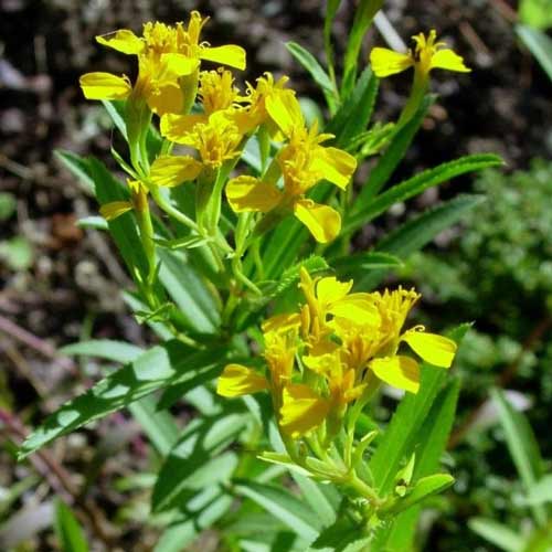 Полынь Эстрагонная рисунок 1 артикул 72493