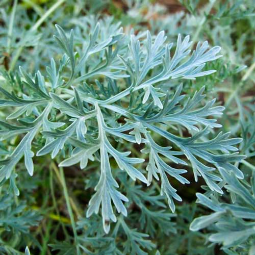 Полынь лечебная артикул фото 1 Полынь лечебная рисунок 1 артикул 72492