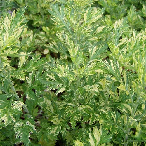 Полынь обыкновенная Ауреовариегата рисунок 1 артикул 01393