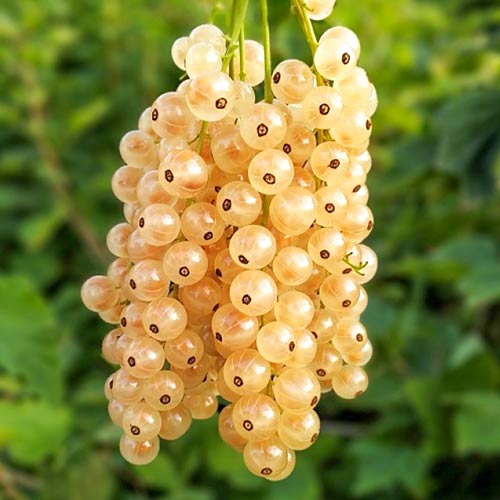 Порічки білі Біла фея зображення 1 артикул 4371