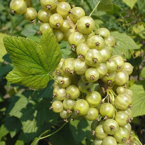 Порічки білі Сніжна королева зображення 1 артикул 4375