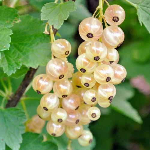 Смородина белая Супер Бланка рисунок 1 артикул 5794