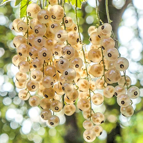 Порічки білі Венера зображення 1 артикул 4372