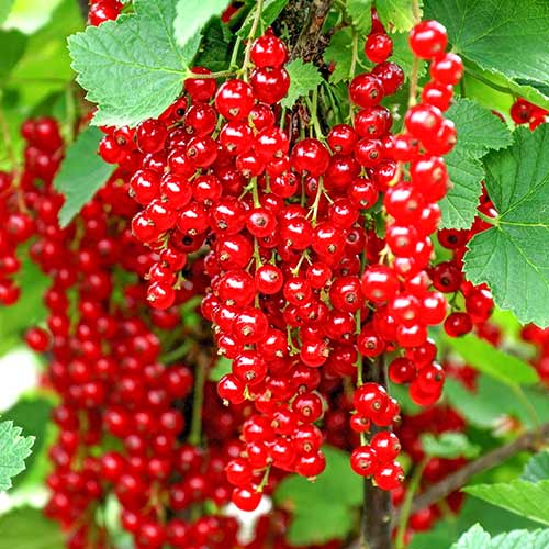 Порічки червоні Альфа зображення 1 артикул 4377