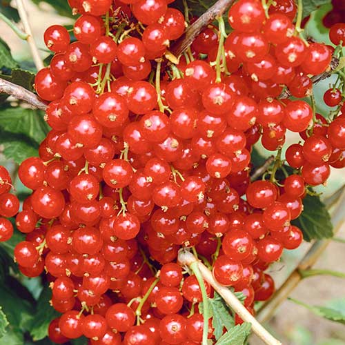 Смородина красная Сахарная рисунок 1 артикул 4383