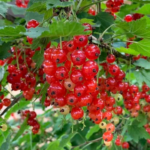 Смородина красная Львовская рисунок 1 артикул 5765