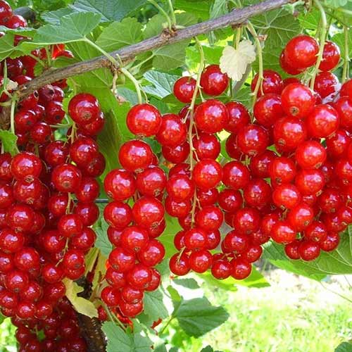 Смородина красная Щедрая рисунок 1 артикул 4384