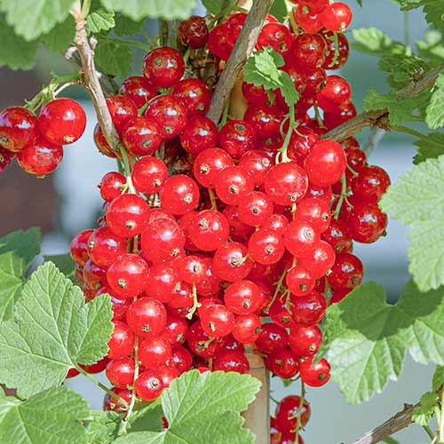 Порічки червоні Серпантин зображення 1 артикул 4380