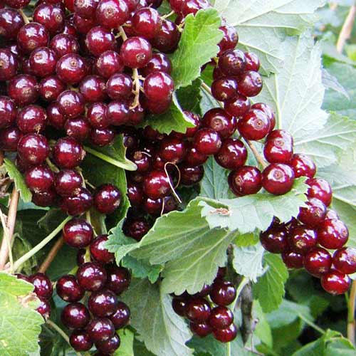 Порічки червоні Вишневі зображення 1 артикул 4379