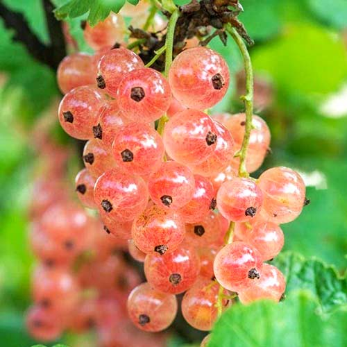 Порічки рожеві Голандські зображення 1 артикул 4385