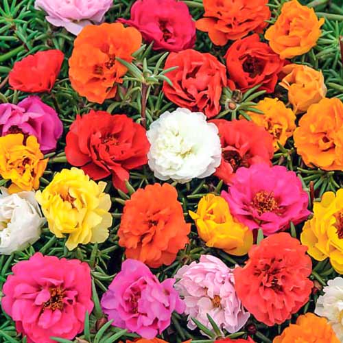 Портулак Волшебная сказка, смесь окрасок рисунок 1 артикул 72496