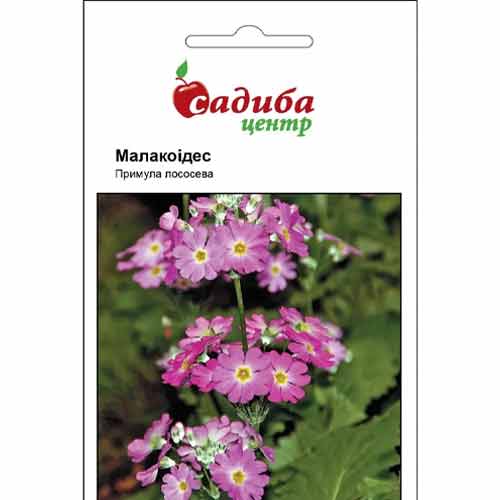 Примула Малакоідес Садиба центр зображення 1 артикул 89629