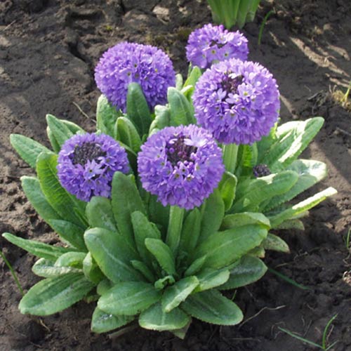 Примула дрібнозубчаста Блю зображення 1 артикул 01398