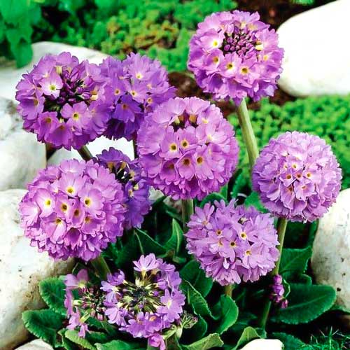 Примула дрібнозубчаста Рубін зображення 1 артикул 76351