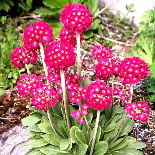 Примула дрібнозубчаста Рубра зображення 1 артикул 68746