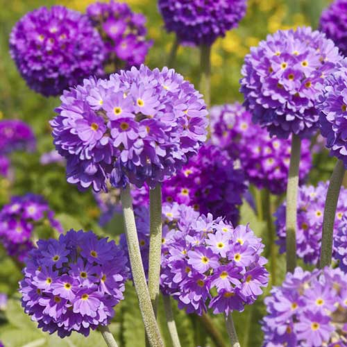 Примула мелкозубчатая Виолет рисунок 1 артикул 68745