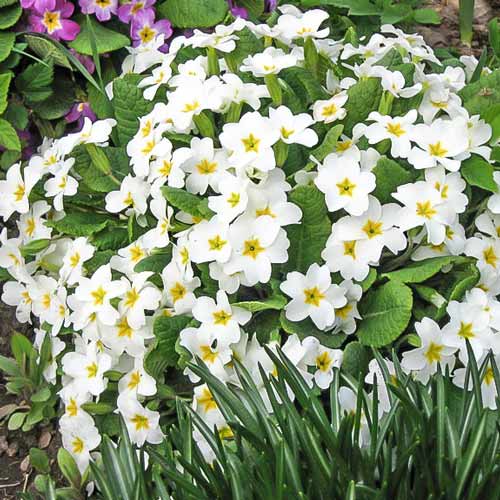 Примула звичайна Вайт зображення 1 артикул 68749