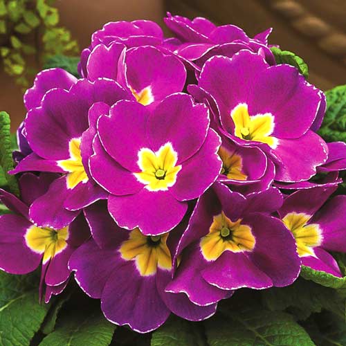 Примула звичайна Віолет зображення 1 артикул 68747