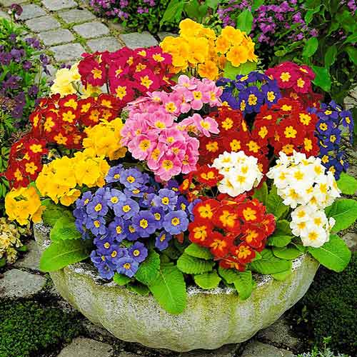 Примула Піонер F1, суміш забарвлень артикул фото 1 Примула Піонер F1, суміш забарвлень зображення 1 артикул 72497