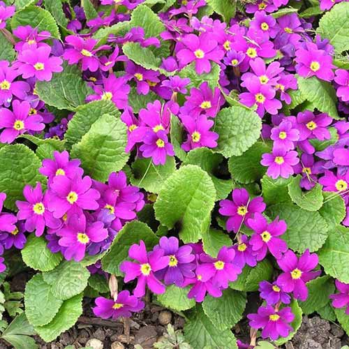 Примула Ванда артикул фото 1 Примула Ванда рисунок 1 артикул 01396