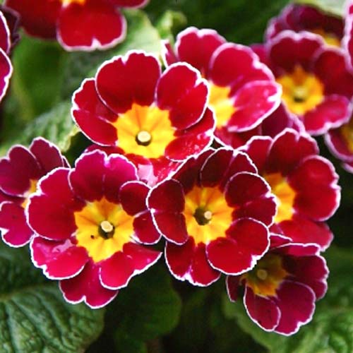 Примула Голд Лейс Скарлет рисунок 1 артикул 67274