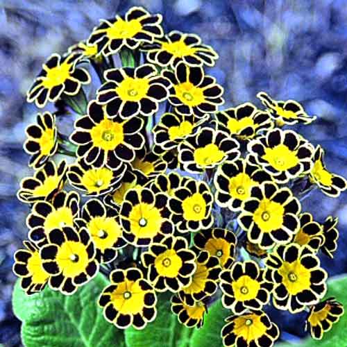 Примула Сильвер Лейс Блэк артикул фото 1 Примула Сильвер Лейс Блэк рисунок 1 артикул 67275