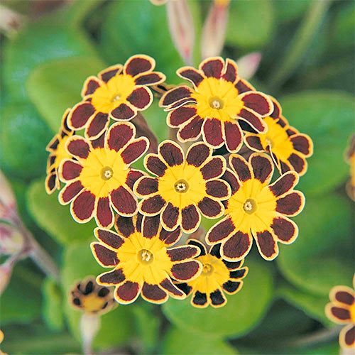 Примула Золоте мереживо артикул фото 1 Примула Золоте мереживо зображення 1 артикул 77097