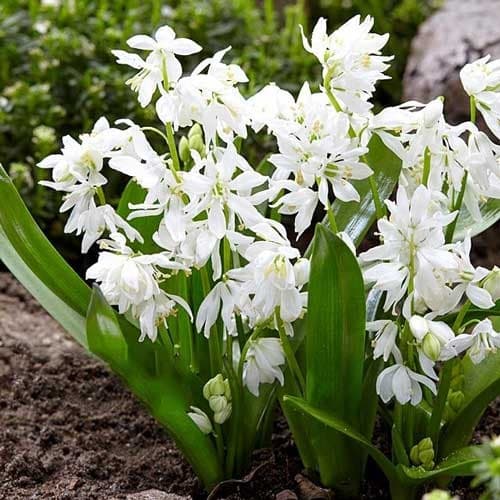 Проліска Siberica Alba зображення 1 артикул 67674