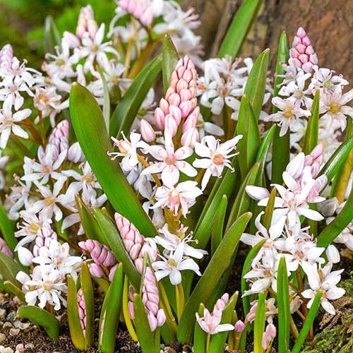 Пролеска Розеа рисунок 1 артикул 70241