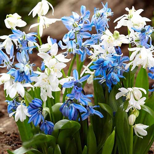 Пролеска Спринг Бьюти рисунок 1 артикул 67676