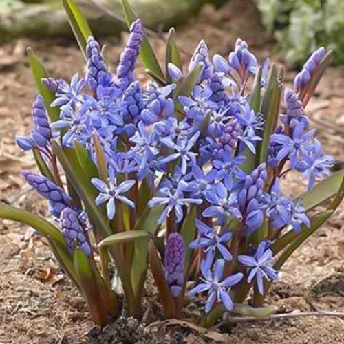 Пролеска двулистная рисунок 1 артикул 70240