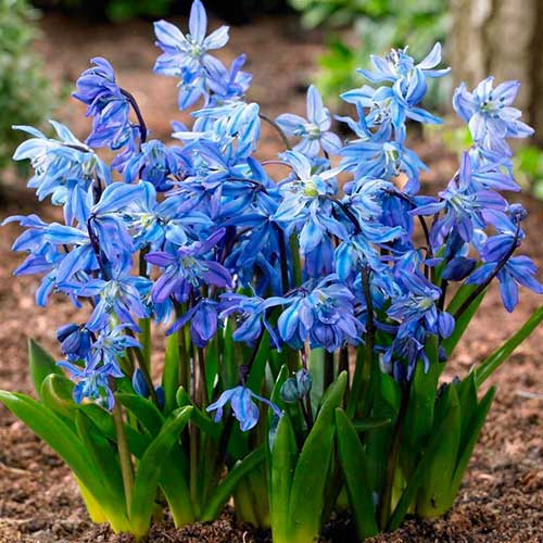 Проліска Siberica артикул фото 1 Проліска Siberica зображення 1 артикул 70242