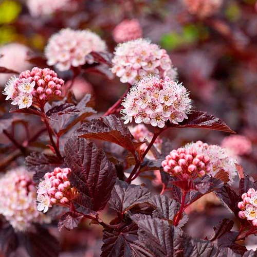 Пузыреплодник калинолистный Диаболо рисунок 2 артикул 9544