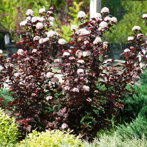 Пузыреплодник калинолистный Саммер Вайн рисунок 1 артикул 9545