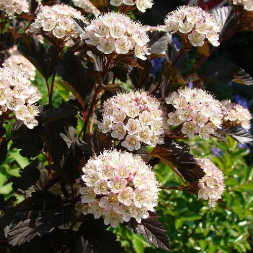 Пузыреплодник калинолистный Саммер Вайн рисунок 2 артикул 9545