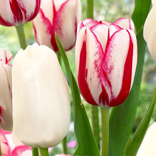 Суперпропозиція! Комплект пізніх тюльпанів з 25 цибулин зображення 1 артикул 67917