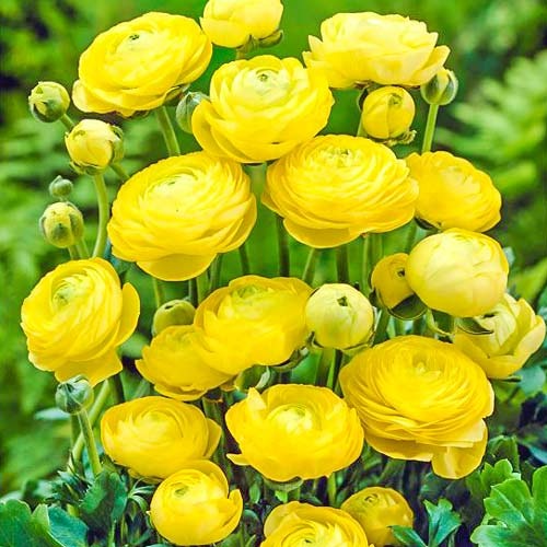 Ранункулюс (жовтець) Yellow артикул фото 1 Ранункулюс (жовтець) Yellow зображення 1 артикул 76361