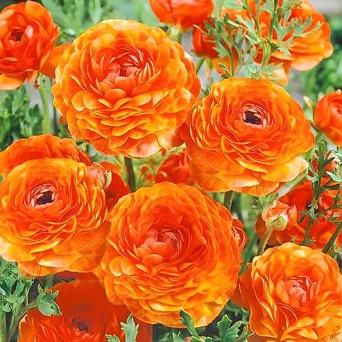 Ранункулюс (лютик) Оранж рисунок 1 артикул 76357