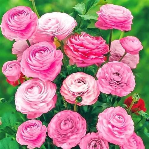 Ранункулюс (жовтець) Pink зображення 1 артикул 76358