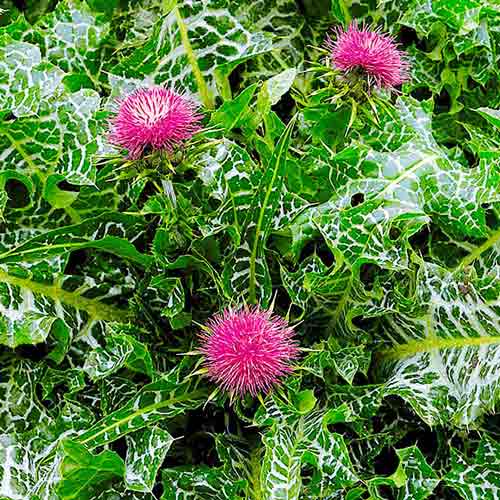 Розторопша плямиста Seedera зображення 1 артикул 72512