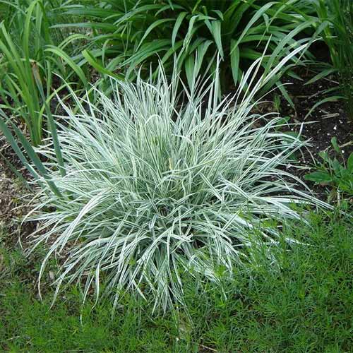 Райграс Вариегатум рисунок 1 артикул 01405