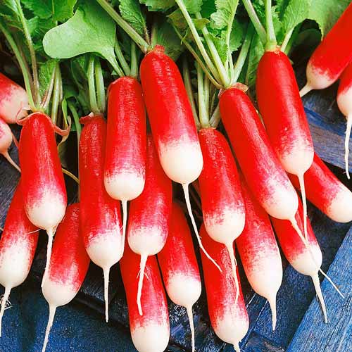 Редис 18 дней Seedera рисунок 1 артикул 65595