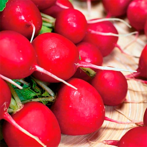 Редис Чемпион, семена артикул фото 1 Редис Чемпион, семена рисунок 1 артикул 70042