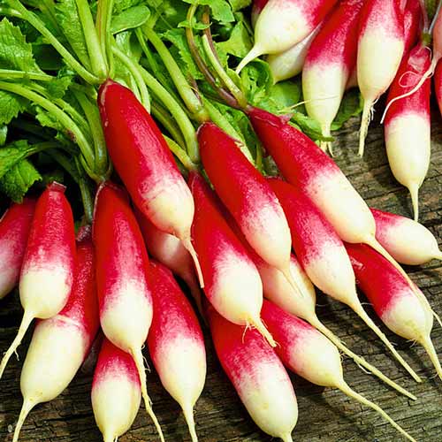 Редис Дамські пальчики Seedera зображення 1 артикул 66504