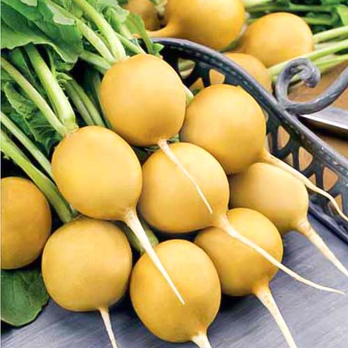 Редис Гелиос, семена артикул фото 1 Редис Гелиос, семена рисунок 1 артикул 65594