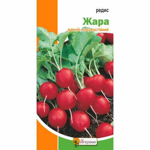 Редис Жара Яскрава, семена рисунок 1 артикул 72502